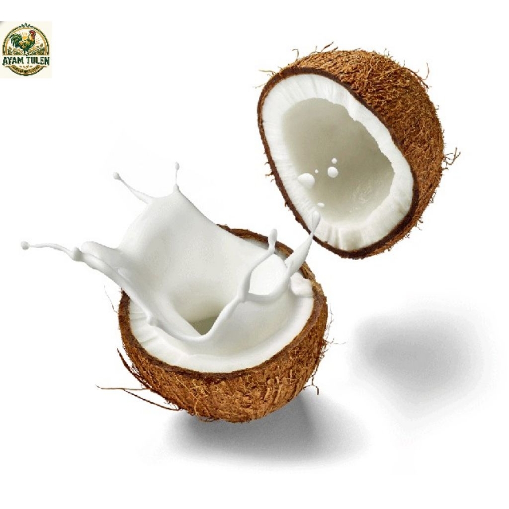 SANTAN KELAPA MURNI KENTAL