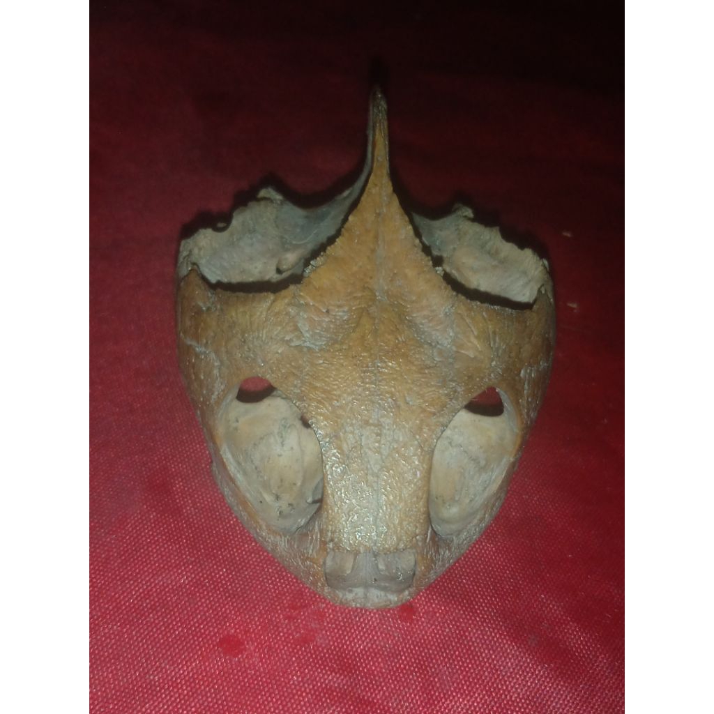 mestika. Ular. kawitan. anti.. rcun