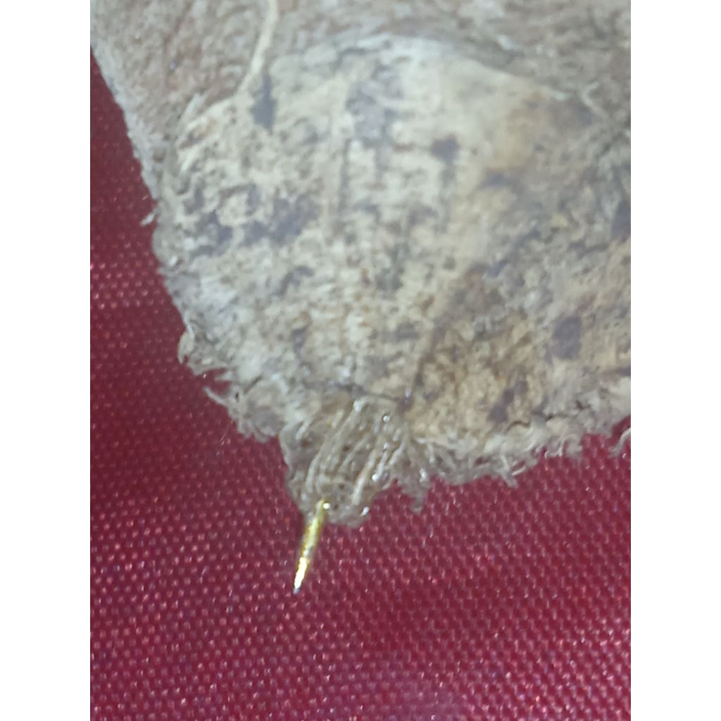 tindik susup emas kepompong asli