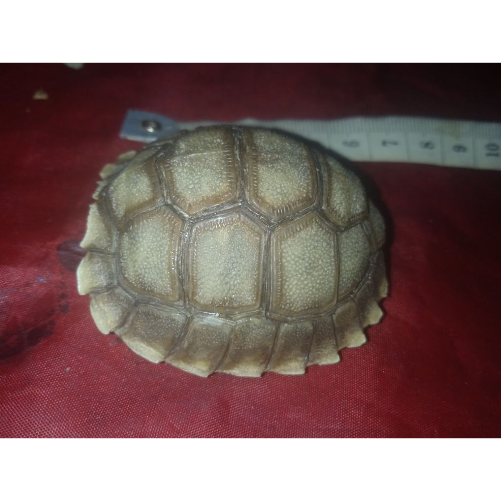 batu. kura emas kalimantan