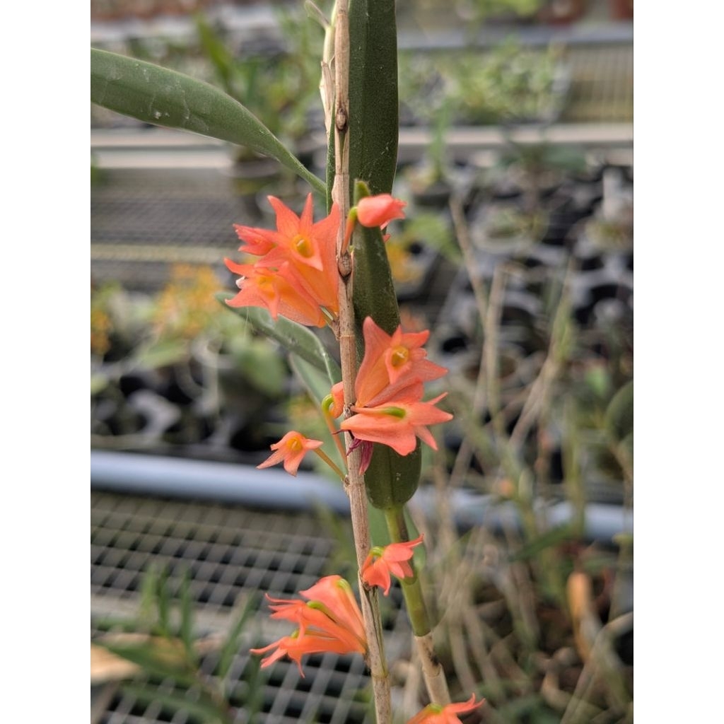 dendrobium faciperum atau anggrek merpati merah spesies pulou komodo