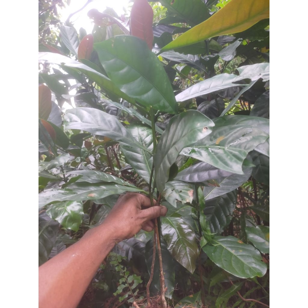 bibit kopi gowok 10 pohon