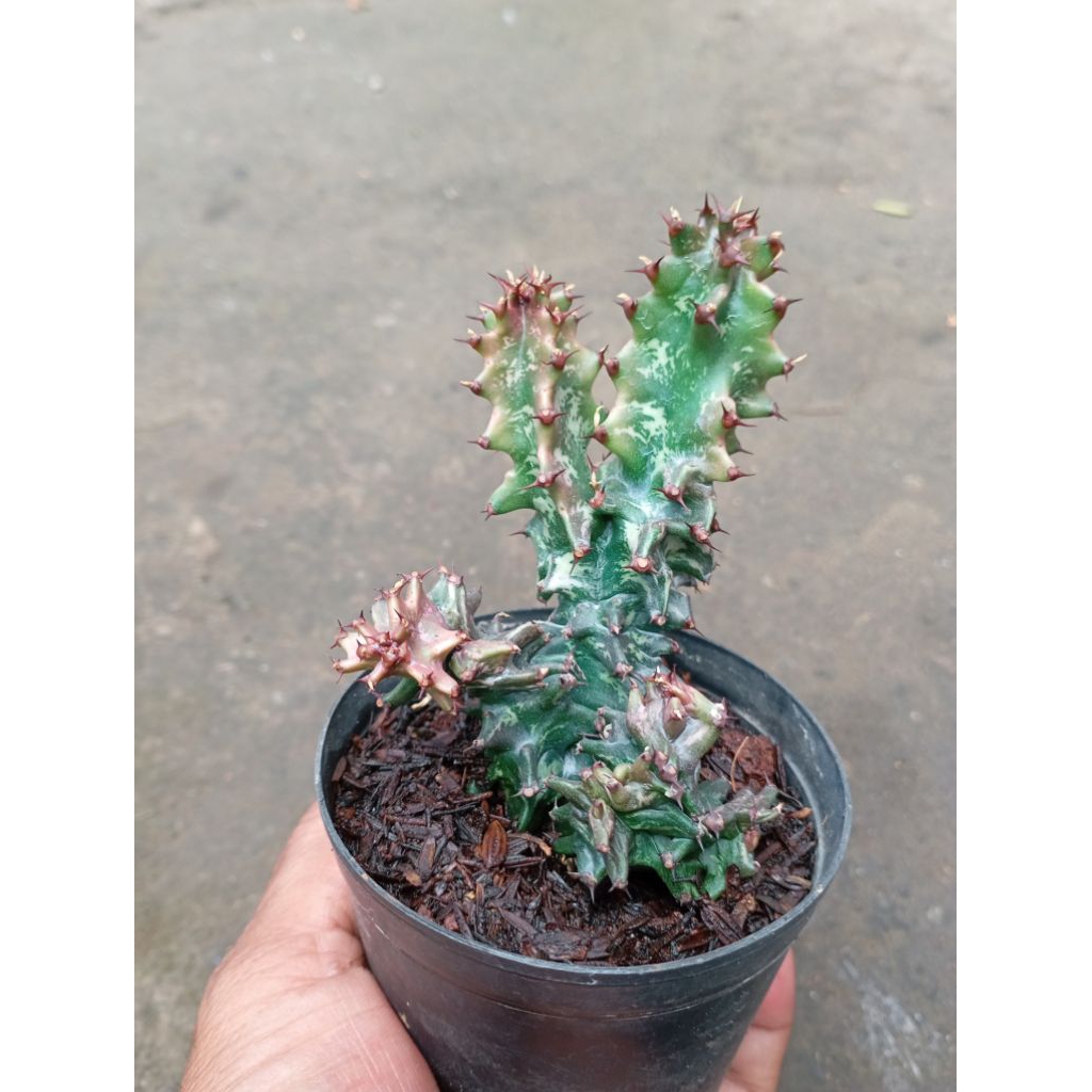 euphorbia ingens monstrose kristata