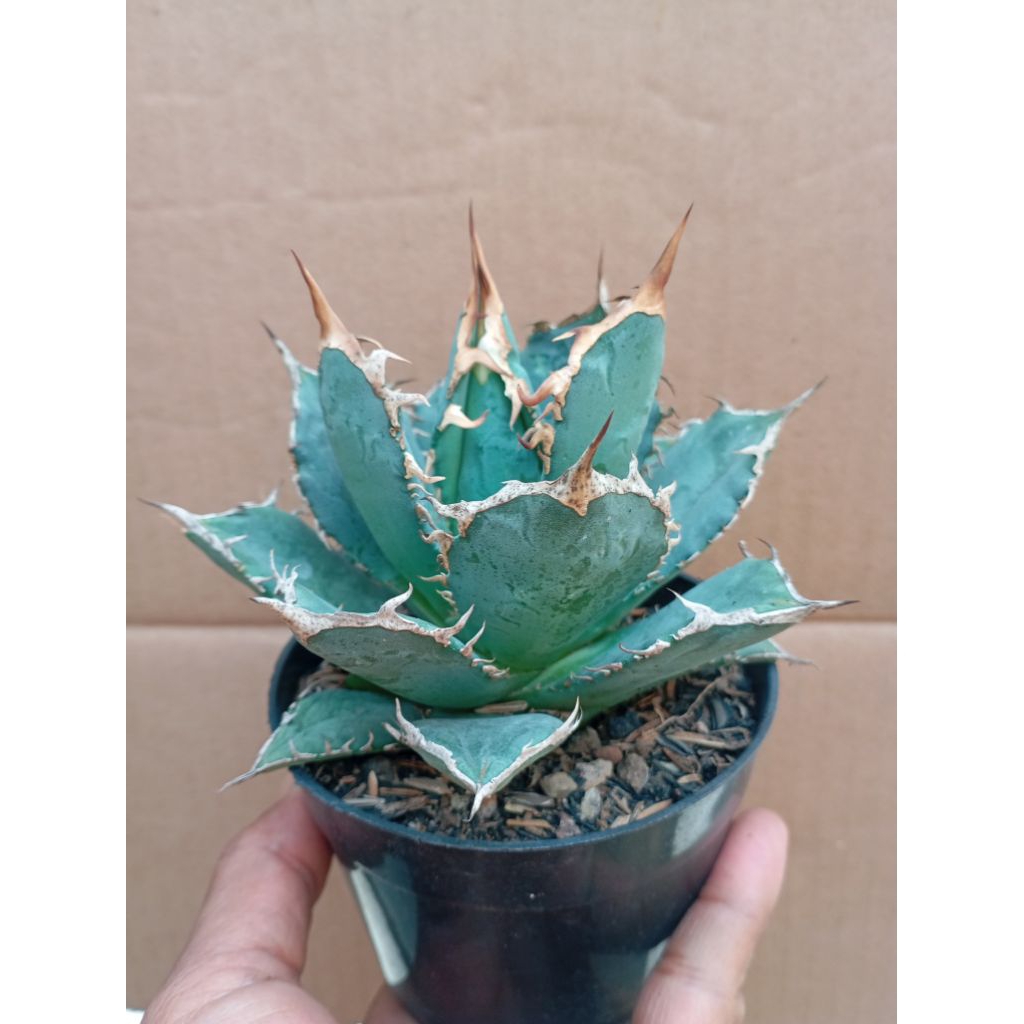 Agave titanota fo 76 medium
