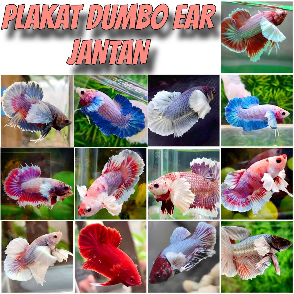 CUPANG PLAKAT JANTAN DUMBO EAR - PTTY3