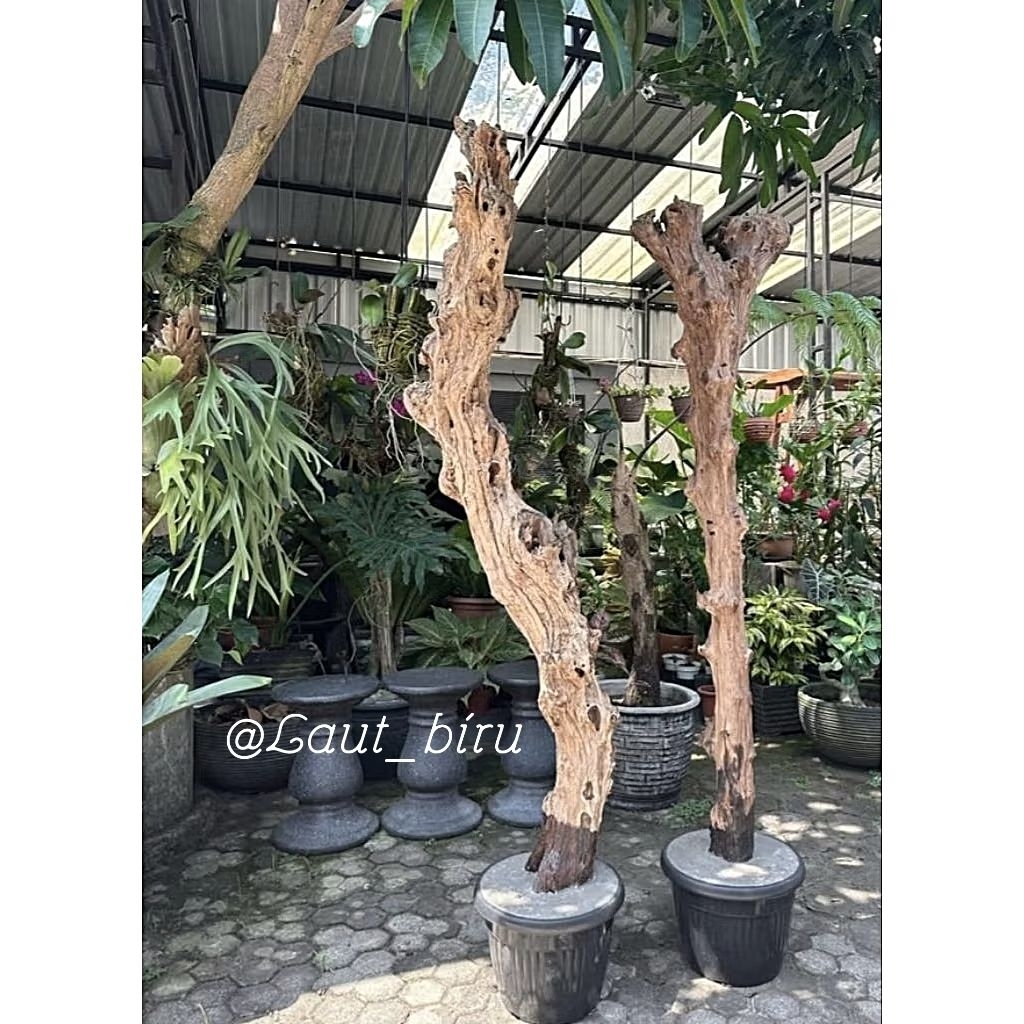 Laut_biru/Promo Bonggol Kayu Kopi Media Tanam Anggrek+Tatakan kayu bulat