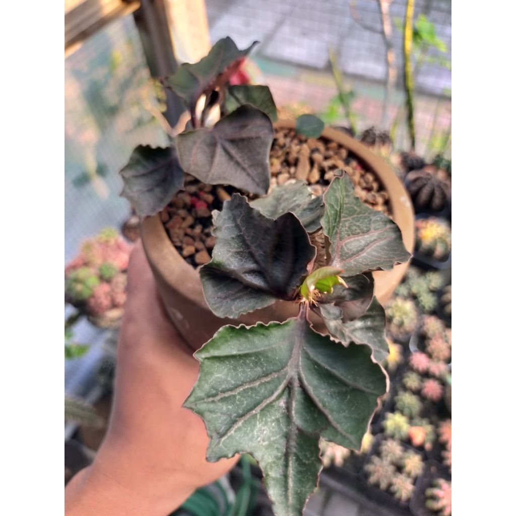 Euphorbia Francoisii Hybrid Maple Indukan