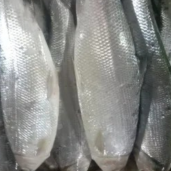 Ikan bandeng 1kg