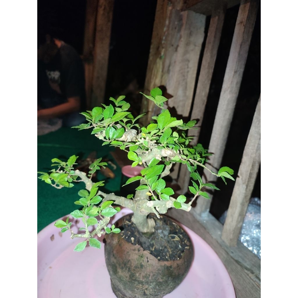 Bahan Bonsai Serut
