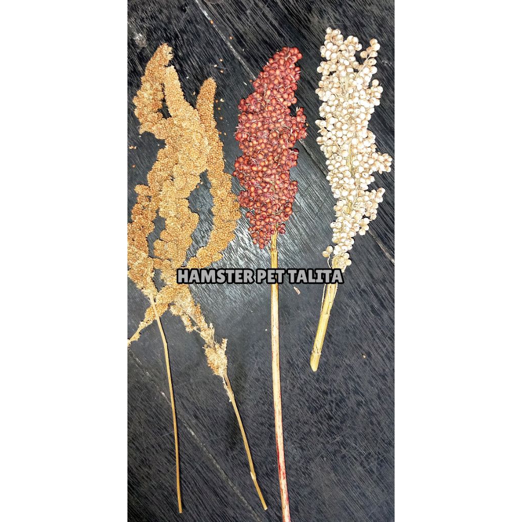 BIJI BIJIAN SORGUM FOXTAIL
