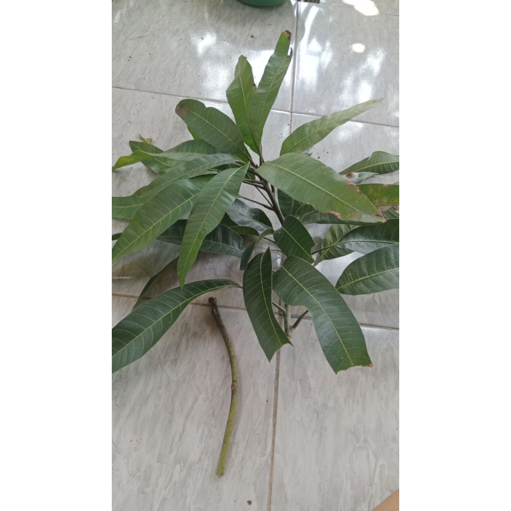 (valid) entres mangga yuwen 6
