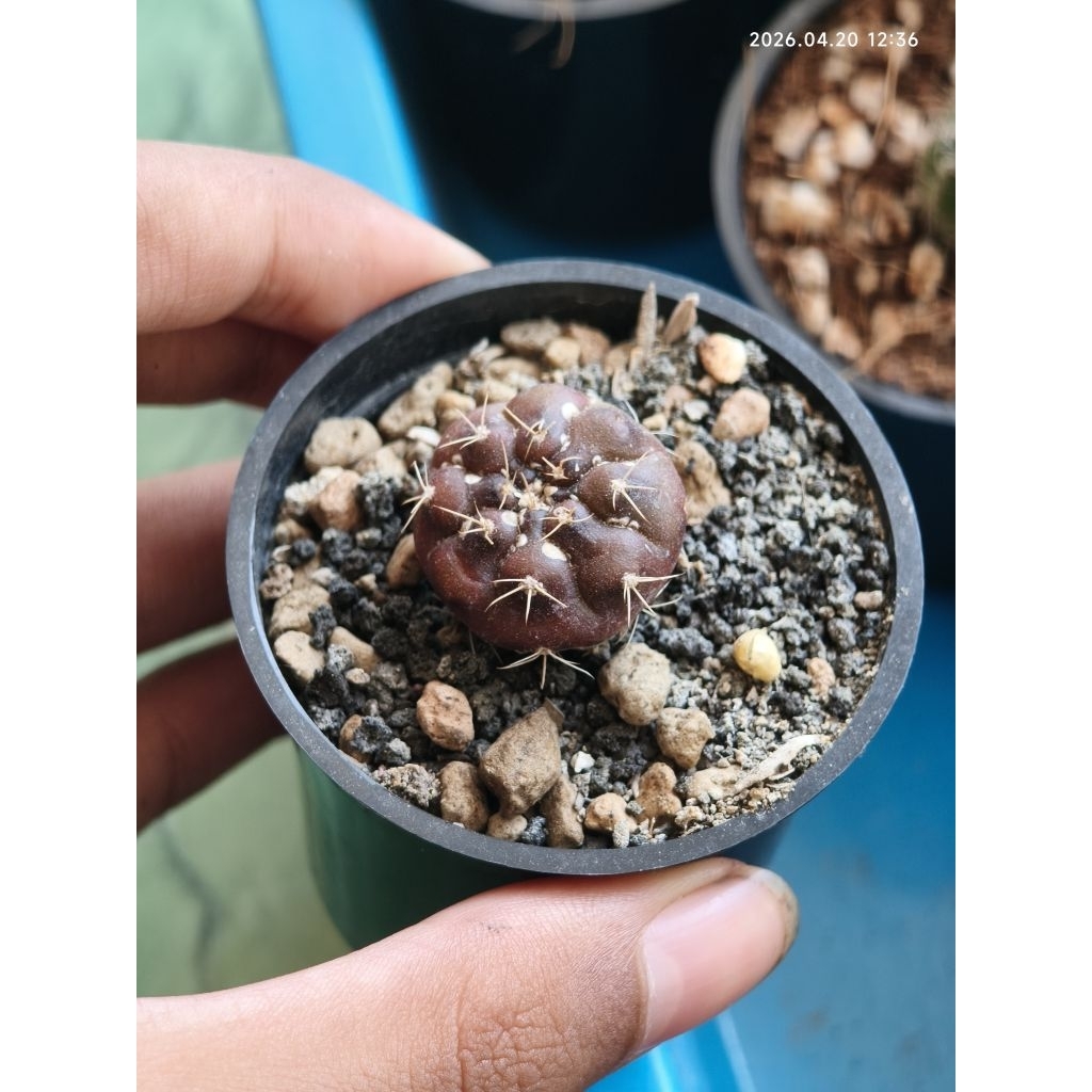 kaktus | gymnocalycium damsii var. purple