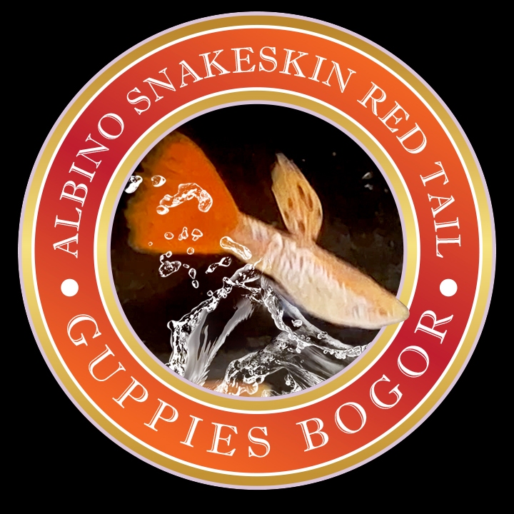 Hiasan akuarium ASSRT - Albino Snake Skin Red Tail - Guppies Bogor9