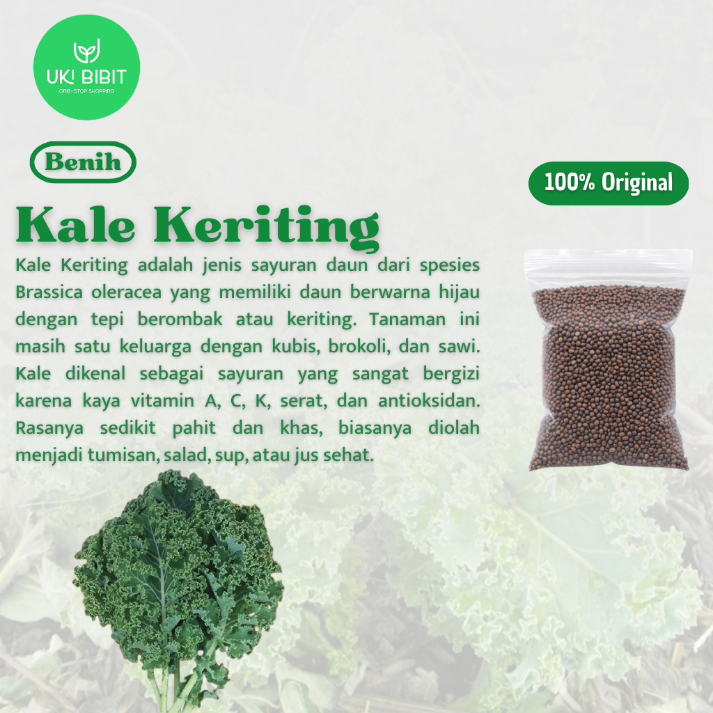 ( 10 Butir ) Benih Biji Kale Keriting | Curly Kale | Kale Green | Dwarf Curly