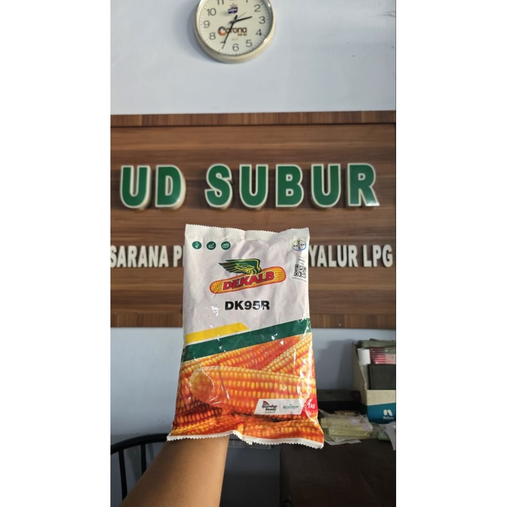 BENIH JAGUNG DEKALB DK95R (Berat bersih: 1kg)