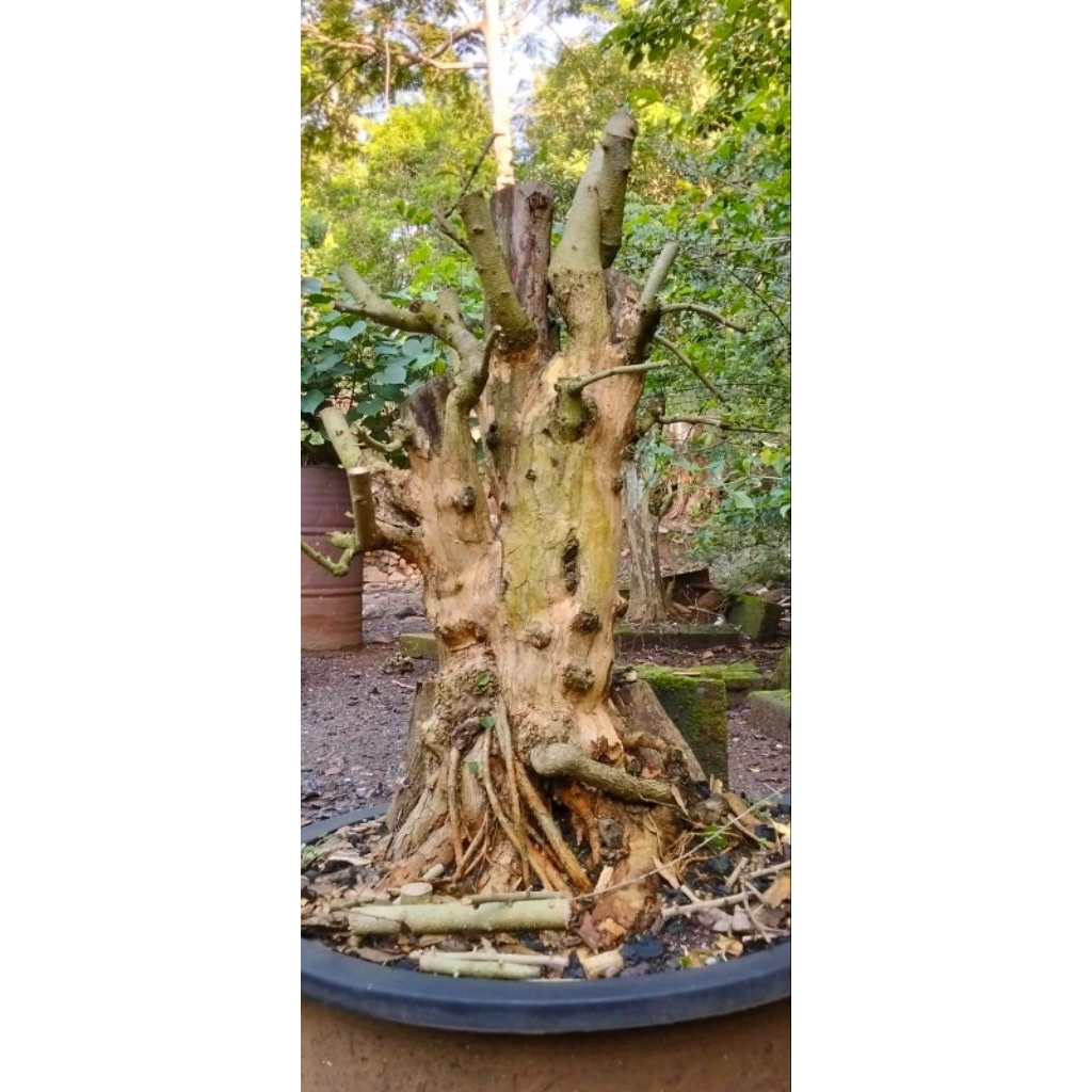 bahan bonsai sisir jumbo