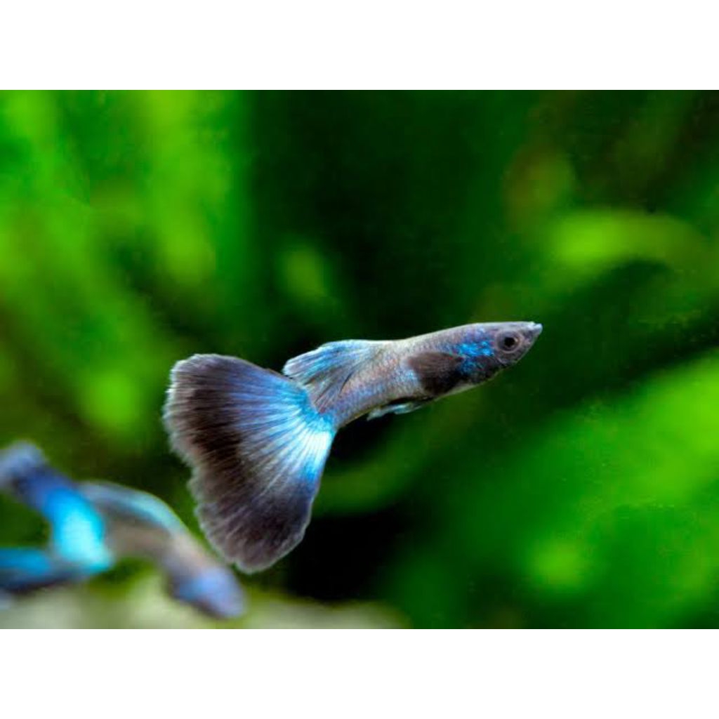 hiasan aquarium gupy Blue Diamond sepasang