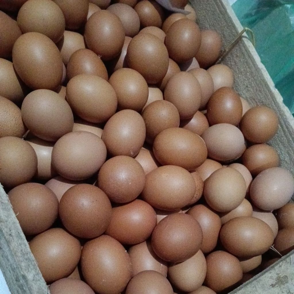 Telor Ayam 1kg instan Driyorejo bisa COD