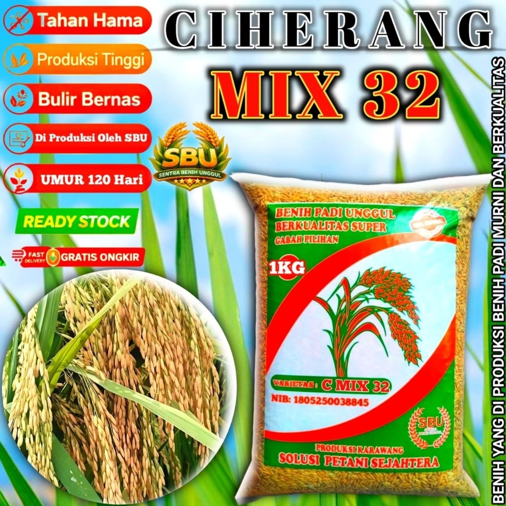 BENIH PADI CIHERANG MIX 32 GENJAH 1KG