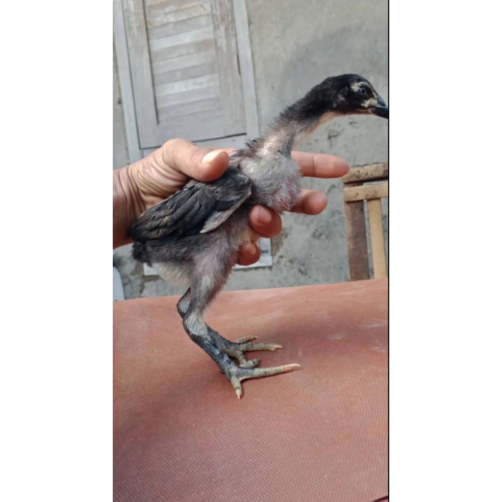 JUAL telur ayam mangon x betina brakot f1
