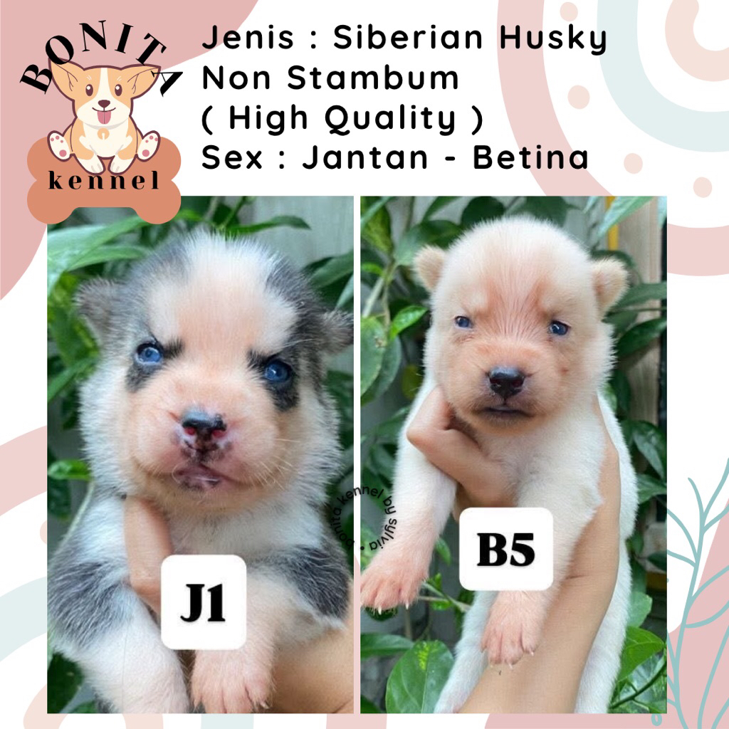 Siberian Husky Non Stambum Anak Anjing Husky Jantan Betina Siberian Husky