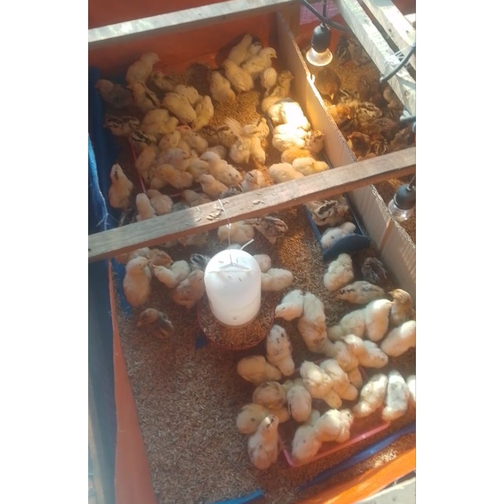 DOC AYAM ELBA PETELUR BERKUALITAS