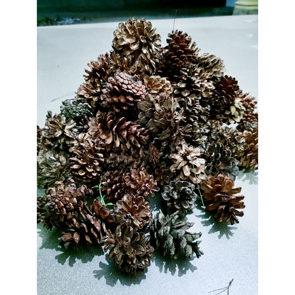 Bunga Pinus Kering Ukuran Besar 7-9cm - Properti Foto, Dekorasi Rustik, Hiasan Mahal