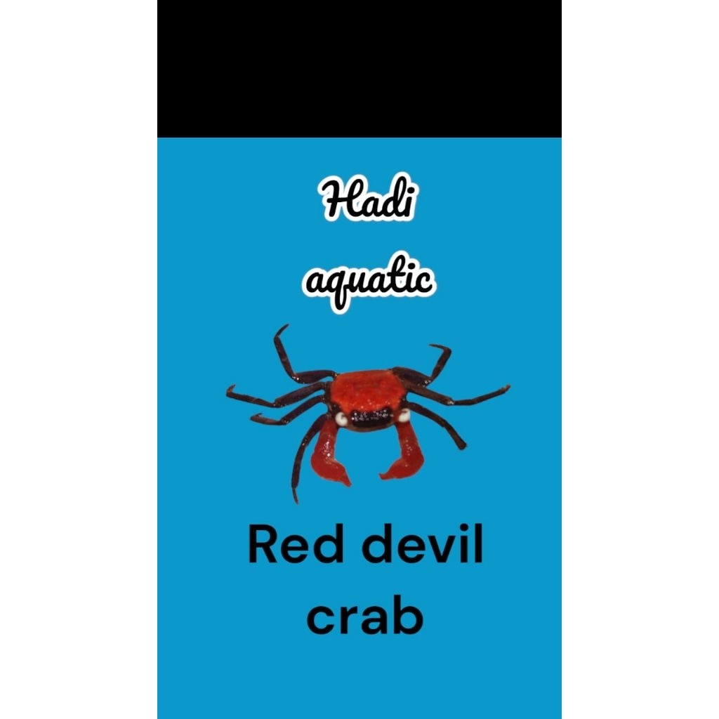 hiasan Mini Crab Red devil ( vampire )