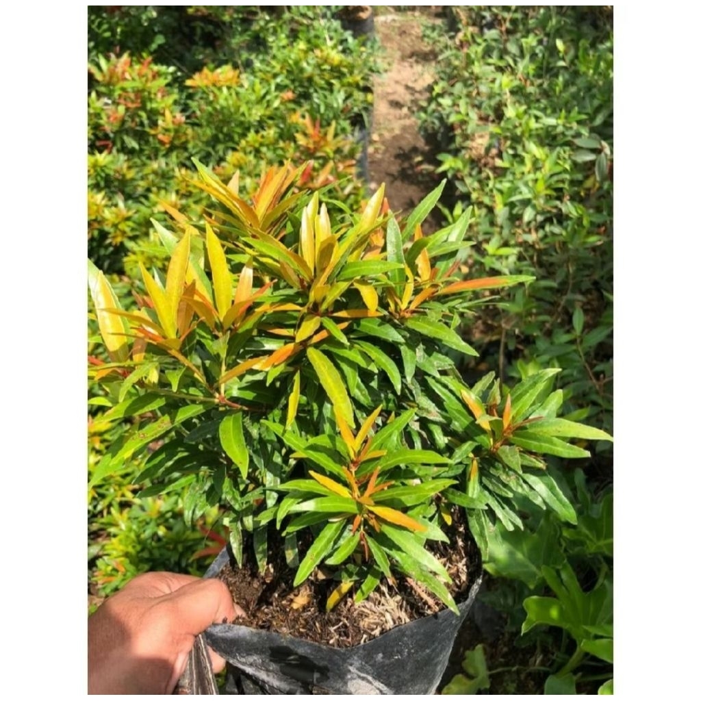 tanaman pucuk merah super micro / bunga pucuk merah micro