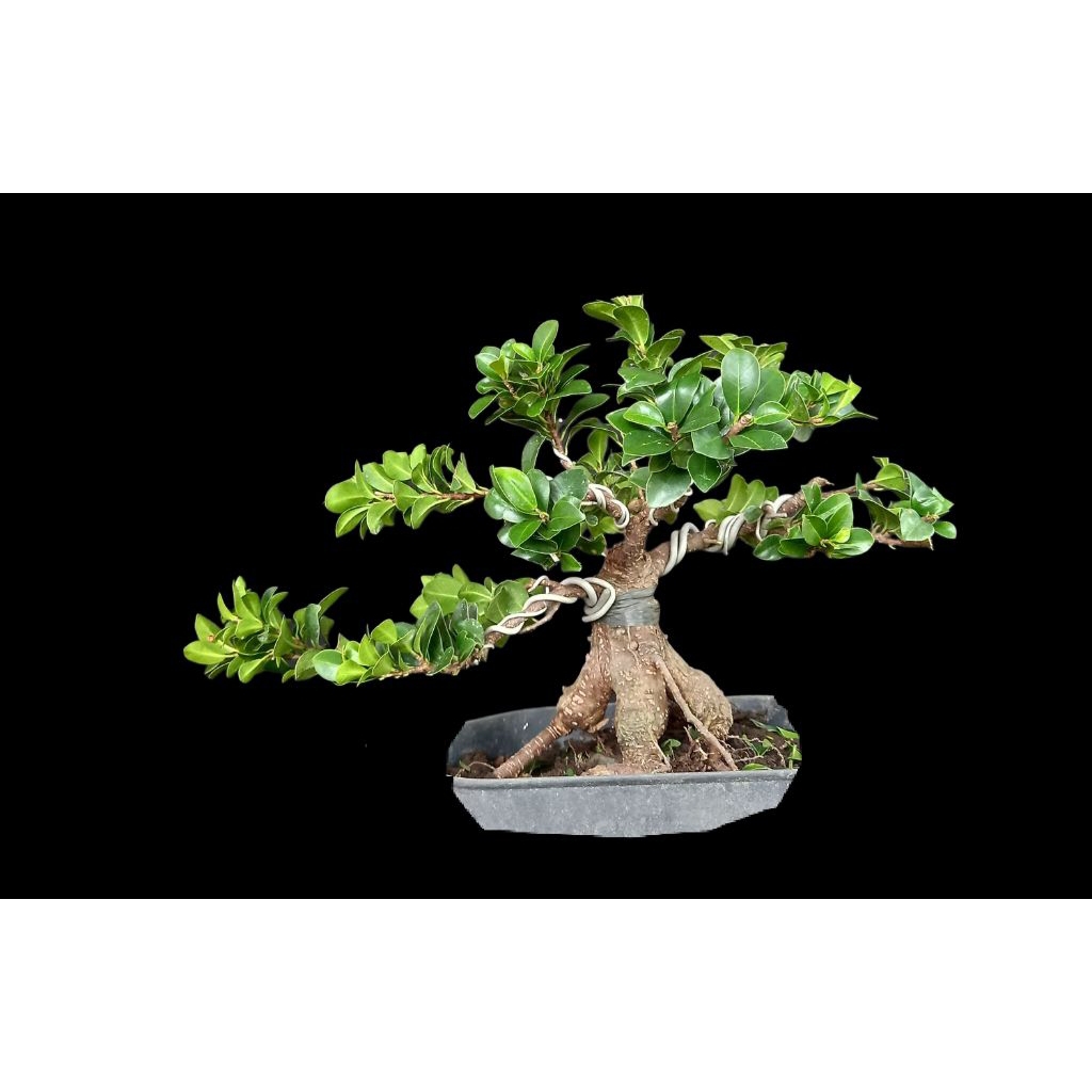 bonsai ficus compacta