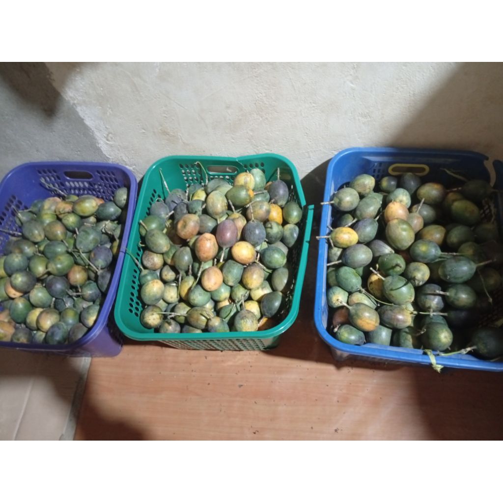 Markisa Belanda(Madu)