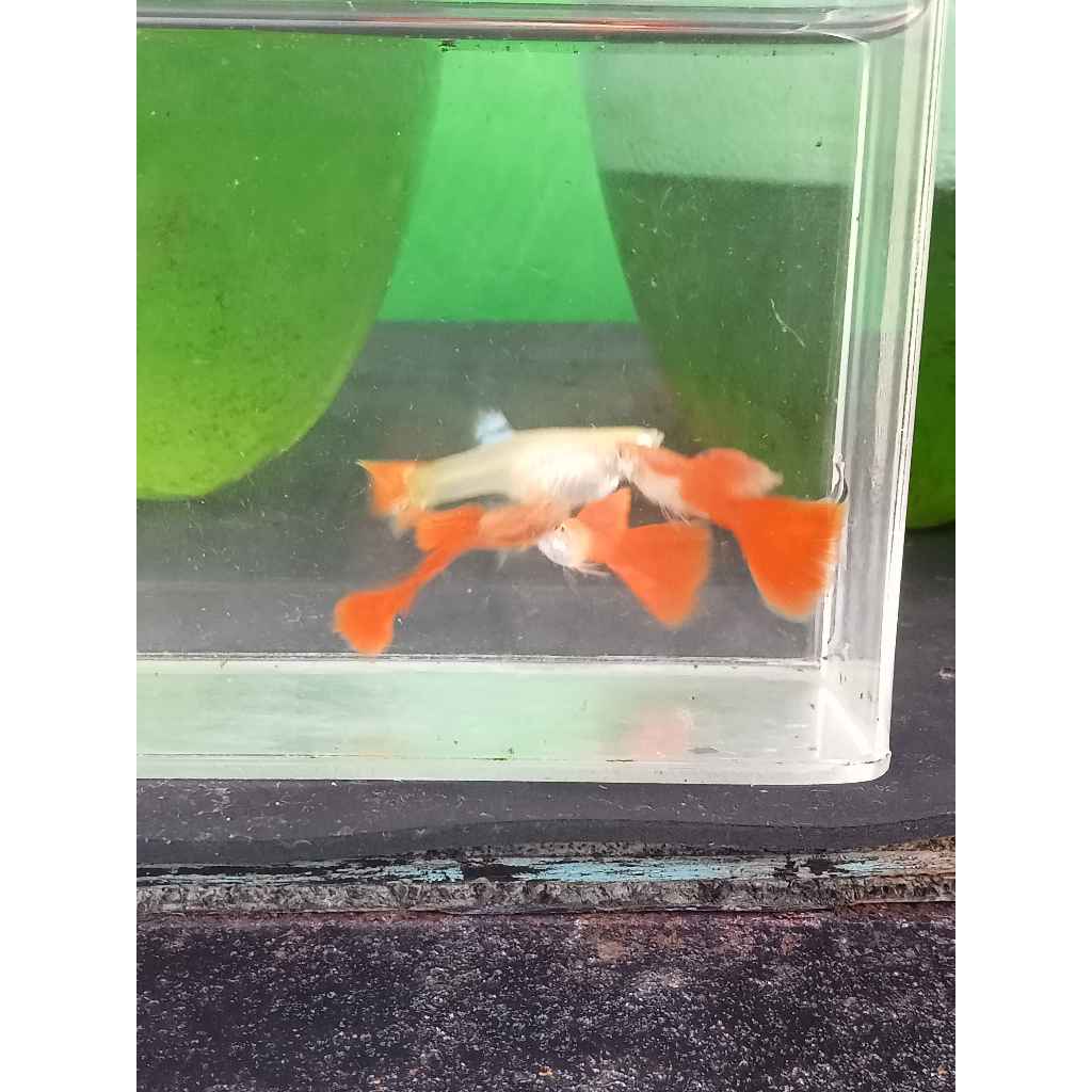 guppy albino half red