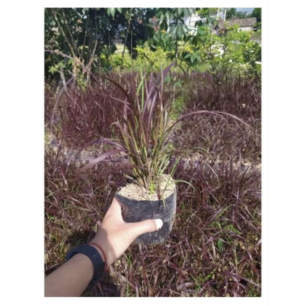 Tanaman hias tropis alangalang merah - ilalang ekor kuda merah