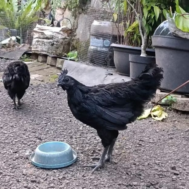ayam cemani