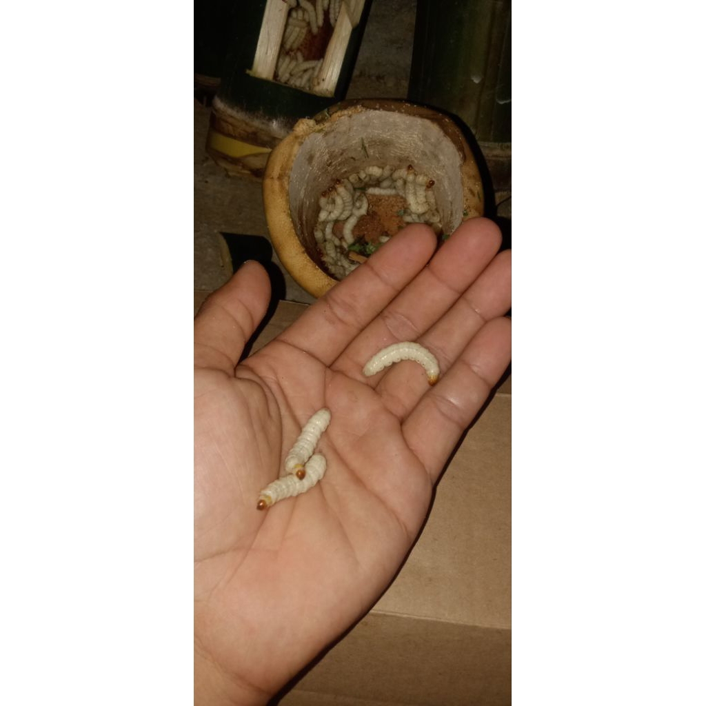 ulat bambu/ulat bumbung 35 biji