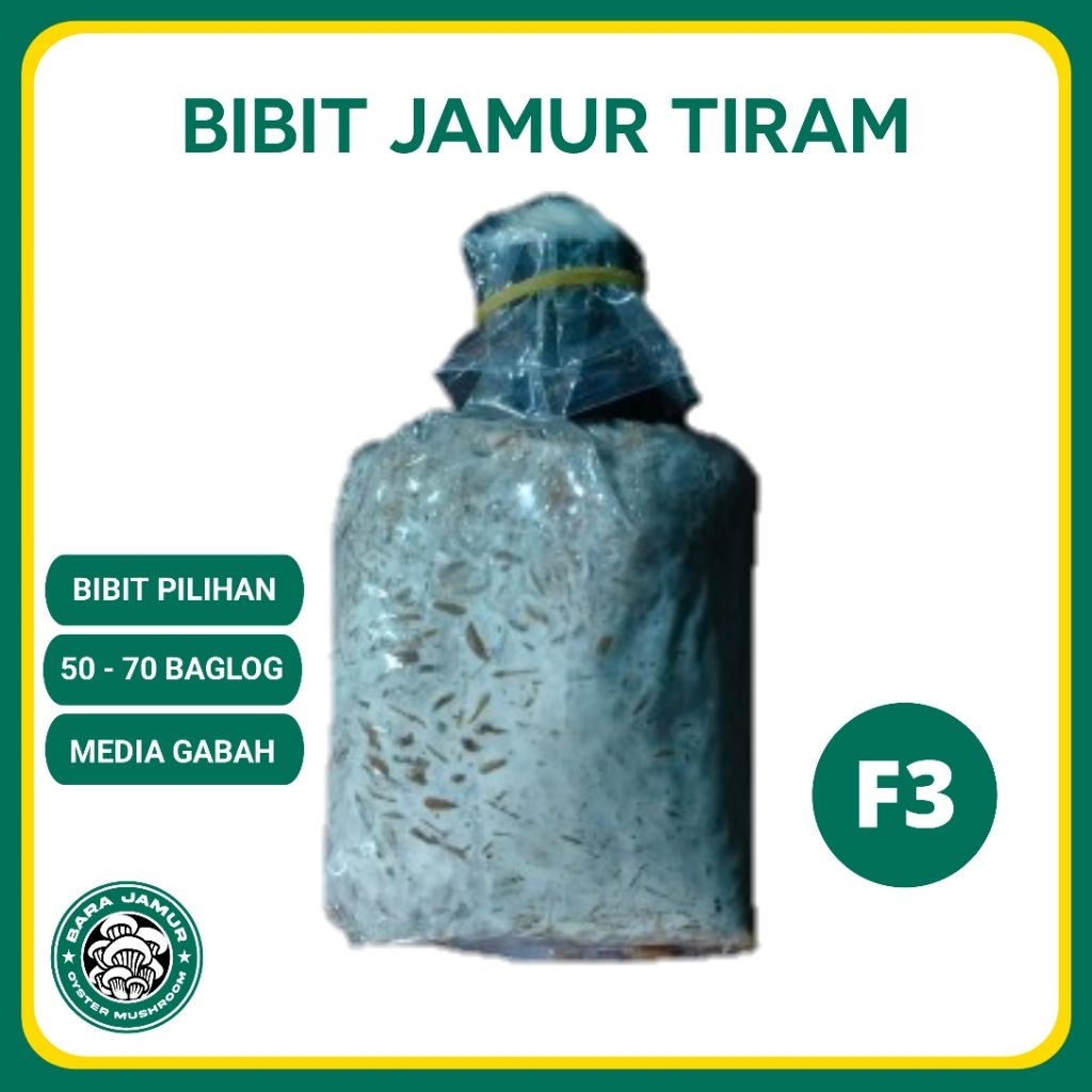 Bibit Jamur Tiram Putih F3