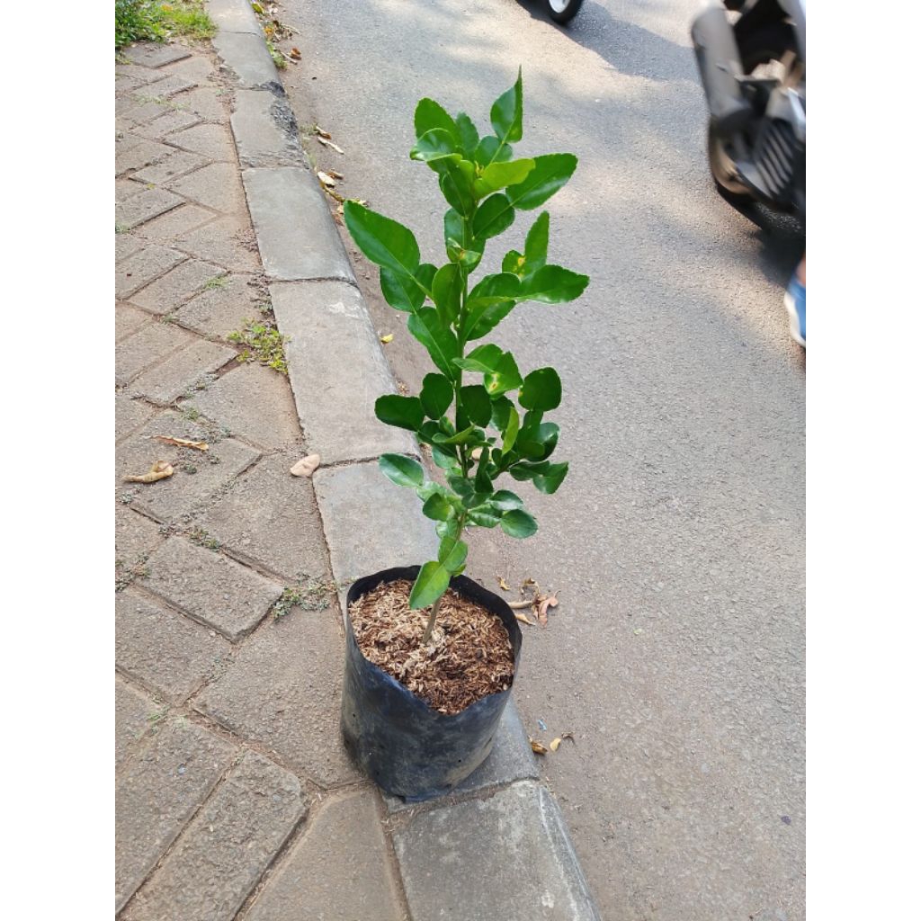 bibit jeruk purut// daun jeruk masak