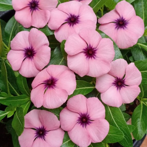 T13 BIJI BENIH BUNGA VINCA JAPANESE MONET PURPLE TEGAK TAPAK DARA JEPANG FRESH SEED