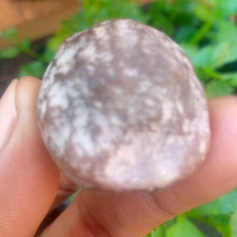 MUNCANG KeMiri ADU JAYANTi Si maKam