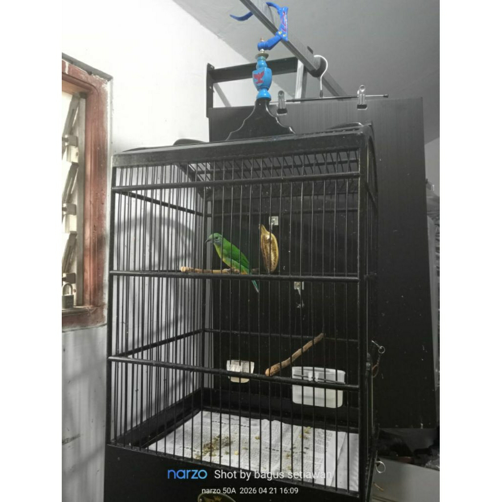 burung cungkok jantan  gacor +sangkar via Gojek