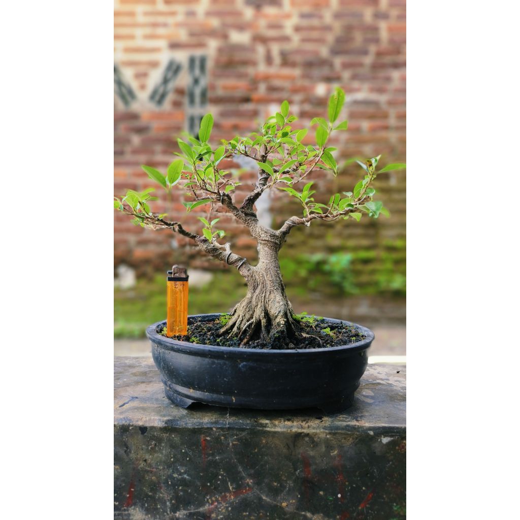 BAHAN BONSAI KIMENG PECAH BATANG