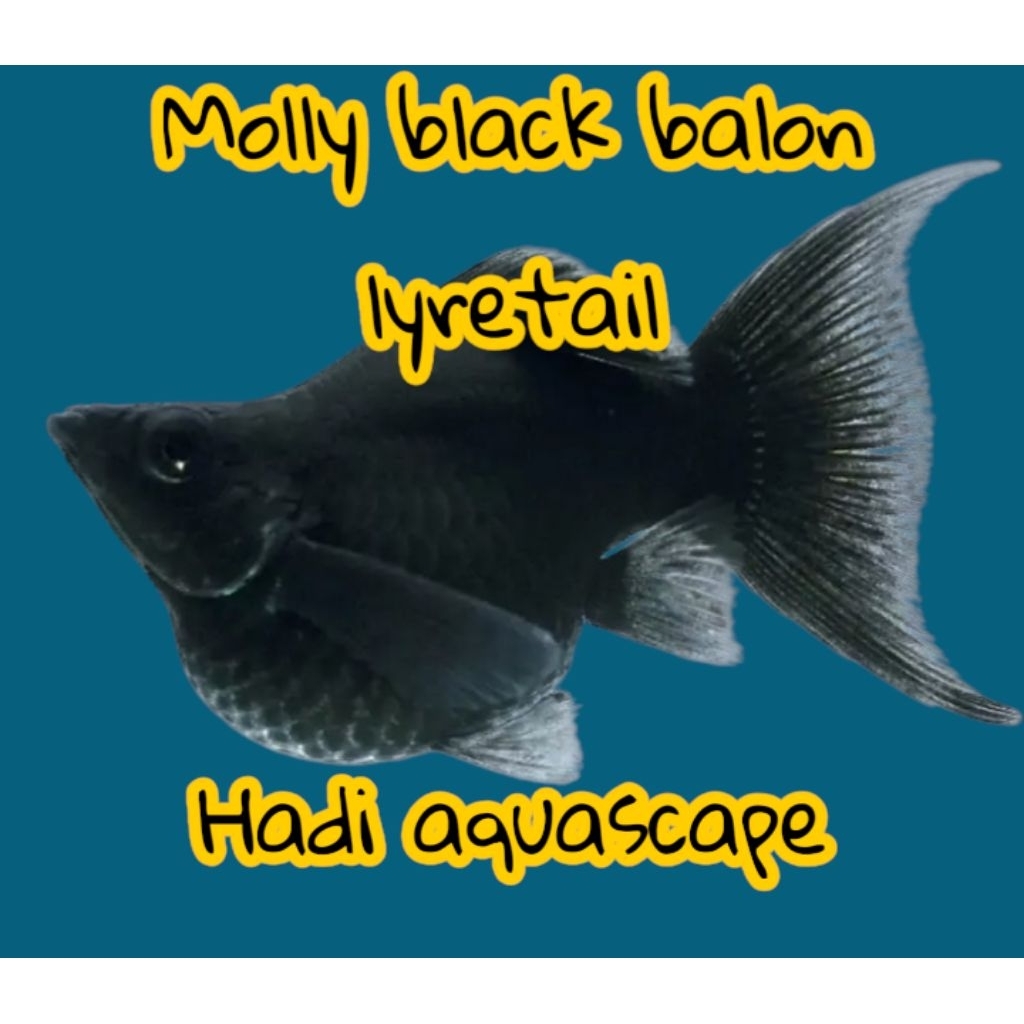 hiasan molly black balon lyretail
