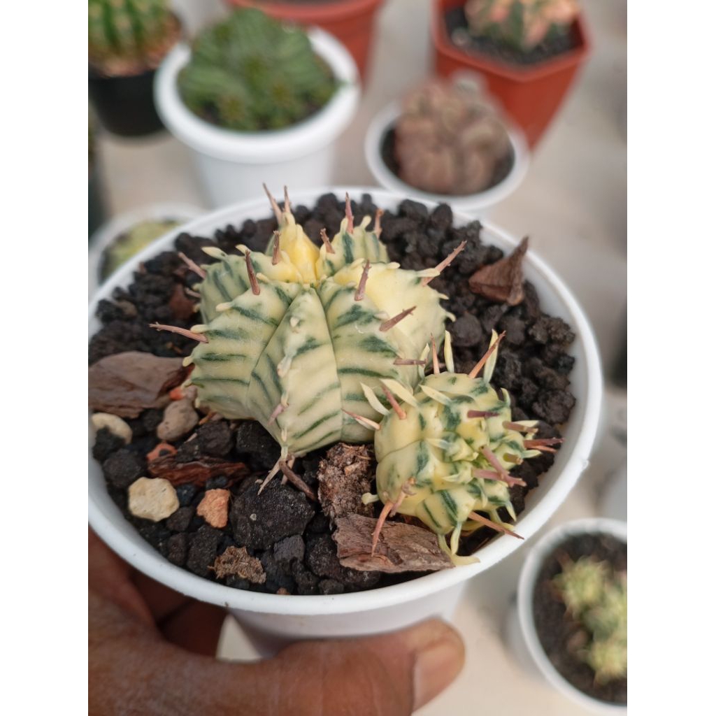 euphorbia meloformis varigata