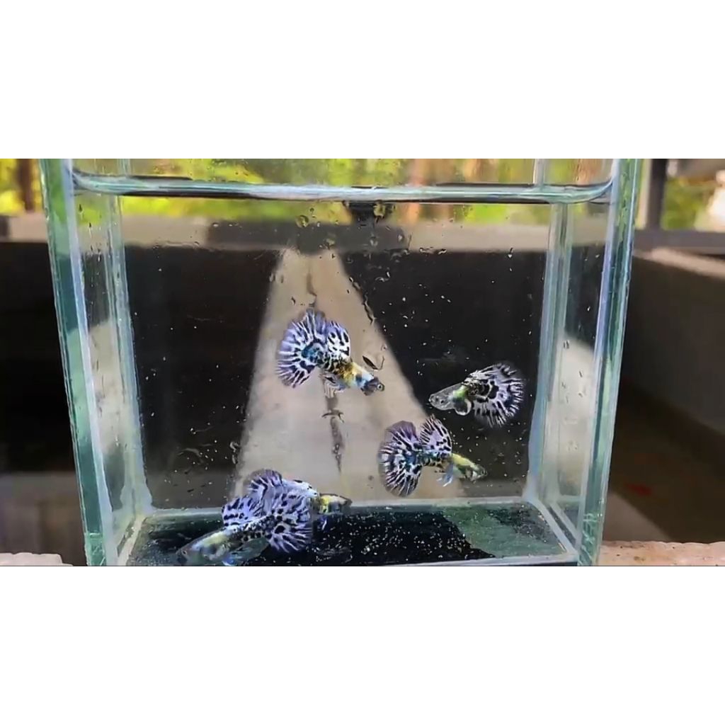 ikan Guppy platinum purple mozaik big dorsal-hiasan aquarium elegan