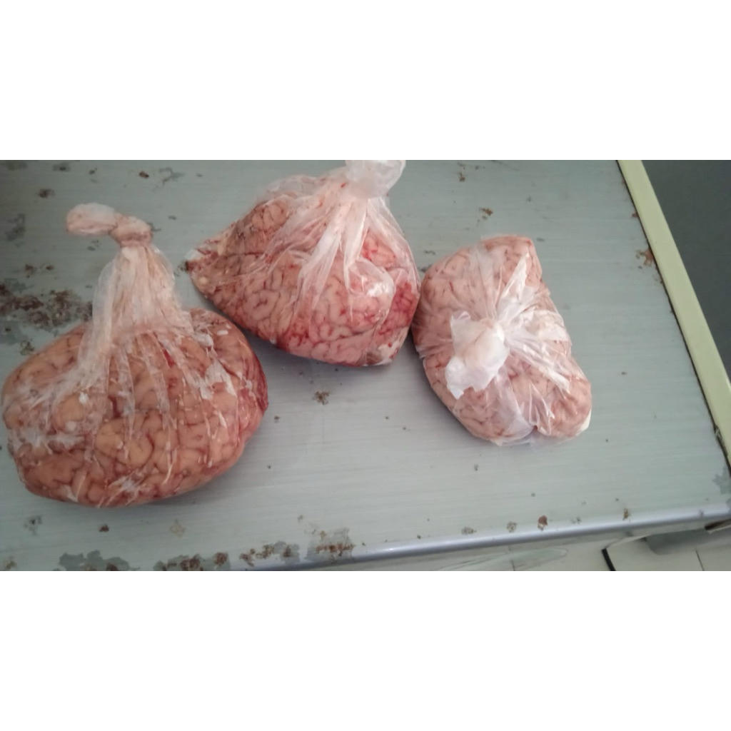 otak sapi segar utuh