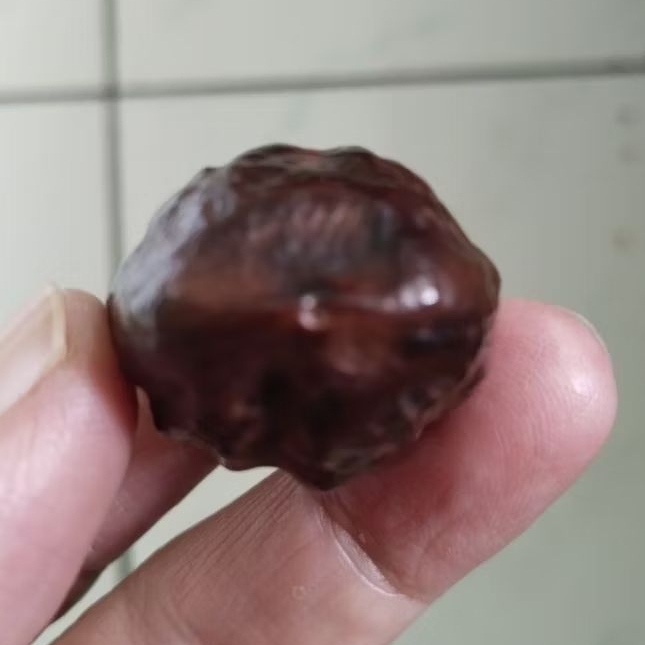 Kemiri Adu Muncang Adu Jayanti Si Poek Ori Pasangan Mewah Full Tua