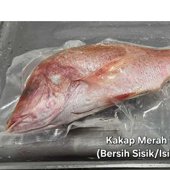 Ikan Kakap Merah utuh, BERSIH sisik, insang dan isi perut, Segar Setiap Hari