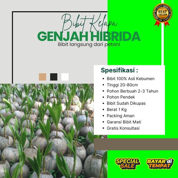 TERPERCAYA  Bibit Kelapa Hibrida F1, Bibit Kelapa Hibrida Genjah