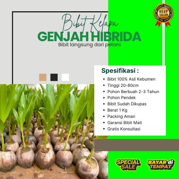 TERJAMIN  Bibit Kelapa Hibrida Jumbo, Bibit Kelapa Hibrida Khina