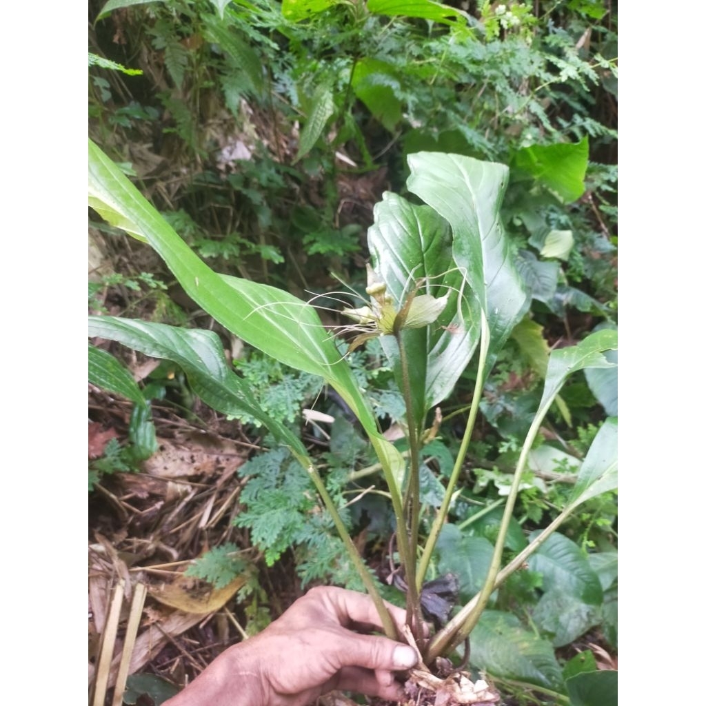 tanaman kelelawar putih/tacca integrifolia
